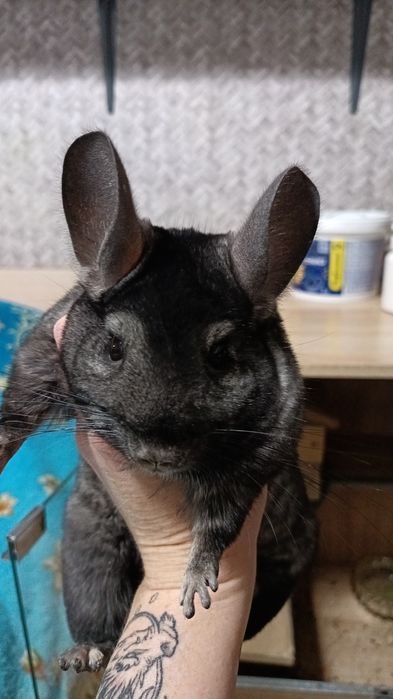 Шиншилла девочка