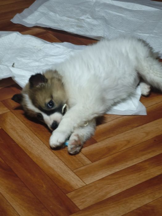 Щенок девочка в добрые руки