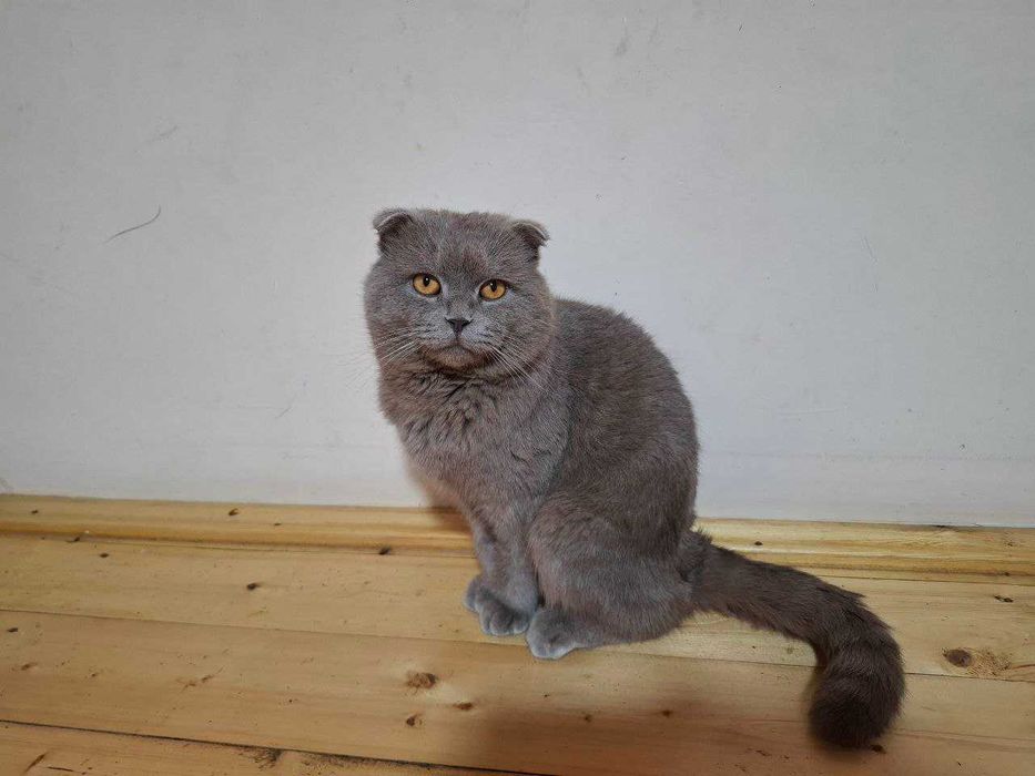 Erkak mushuk sotiladi, Scottish Fold
