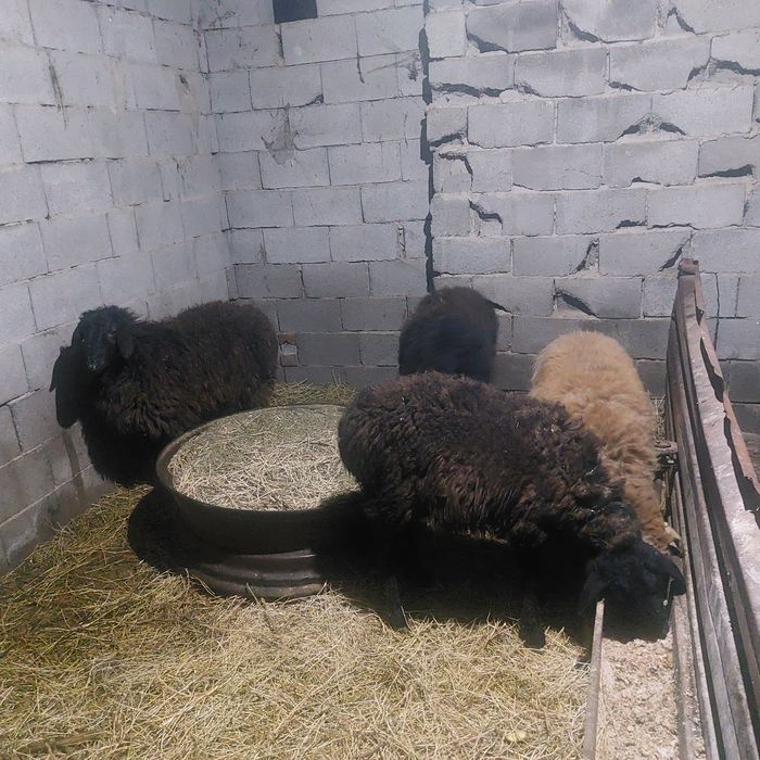 Токты сатылады 3 бас