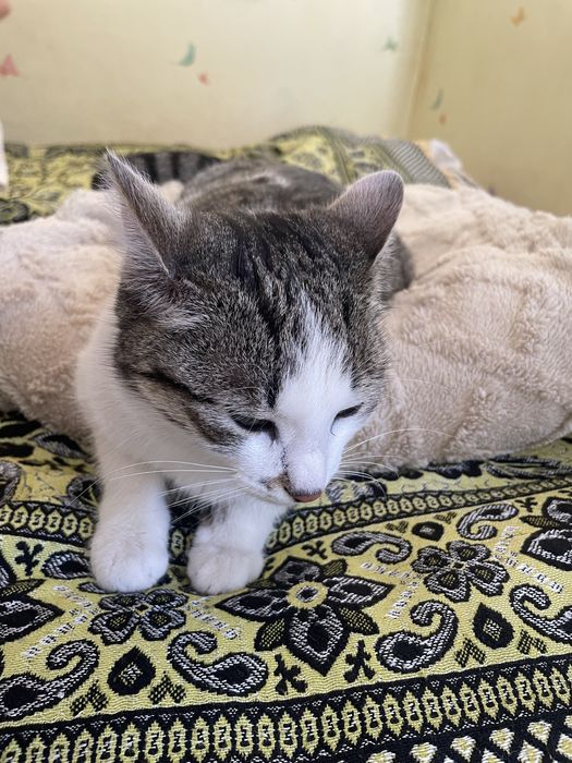 Мысық(кошка) …….