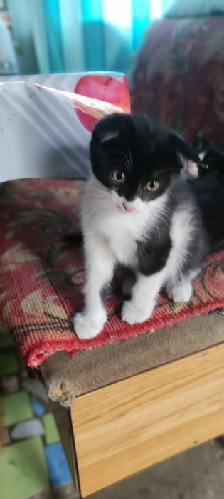 Котенок в добрые руки