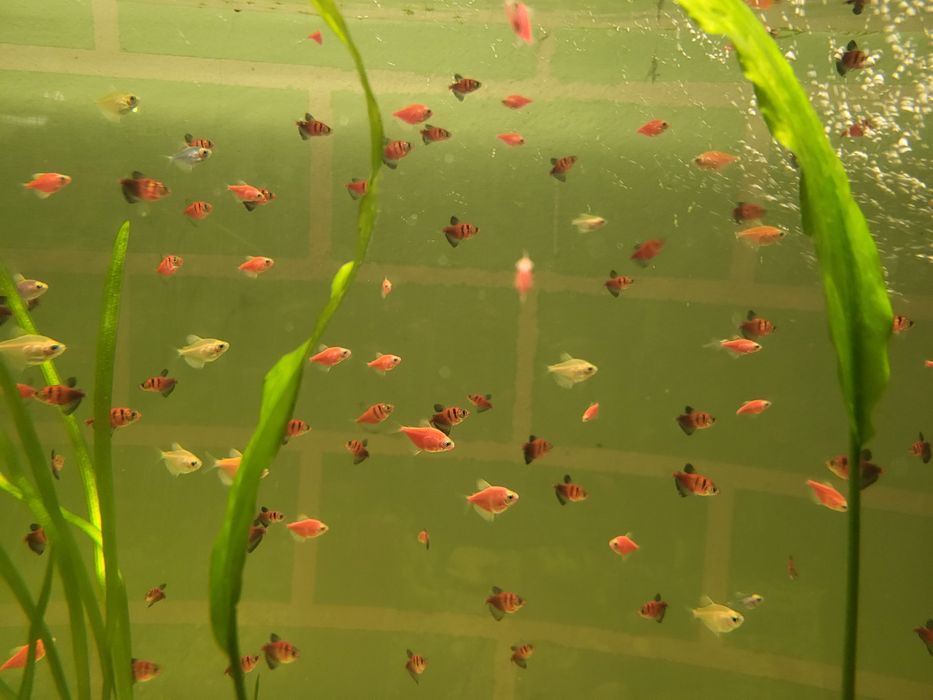 Рыбки карамельки