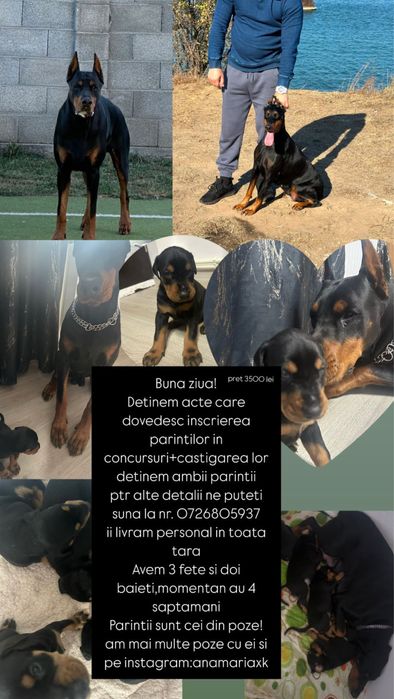 Dobermani pui de vanzare