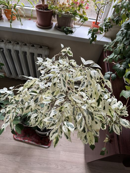 Растения для офиса и дома