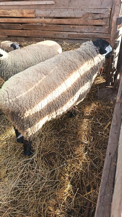 Vând berbec Suffolk