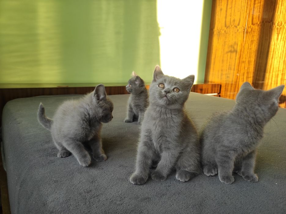 Британски котета