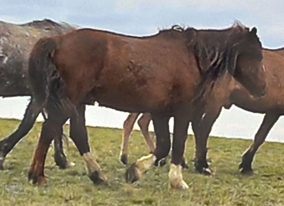 Сатам айғыр  асау