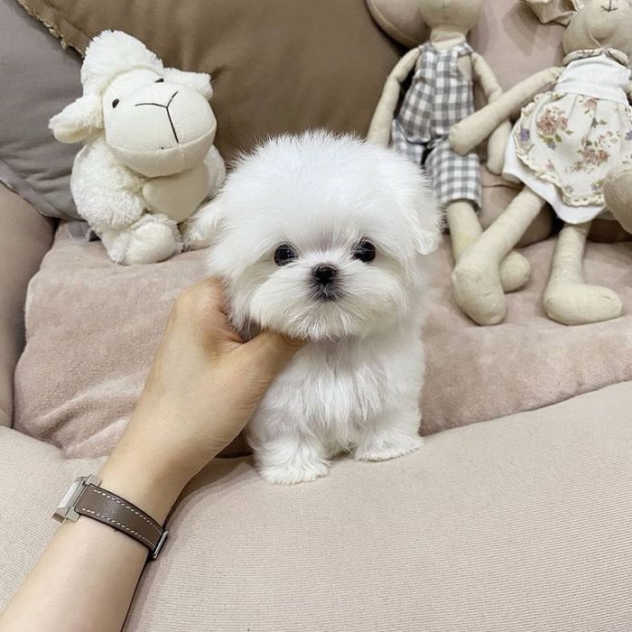 Bichon Maltez mini toy