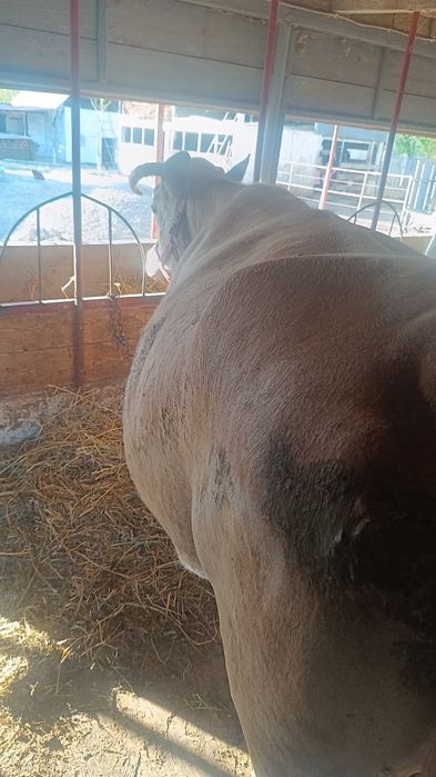 Vaca, junică și vițică de vânzare