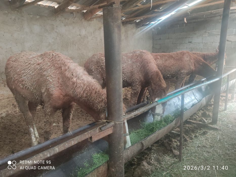 8 бас тай 430/580мын арасында