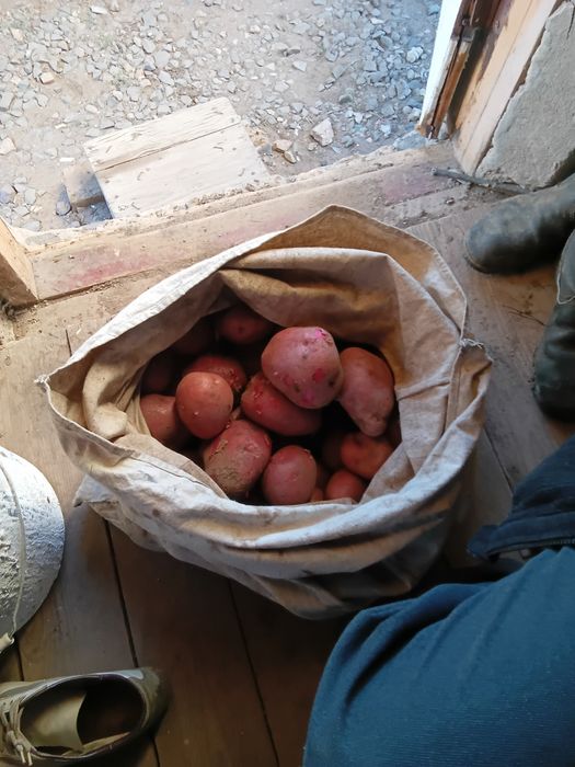 Картофель домашний