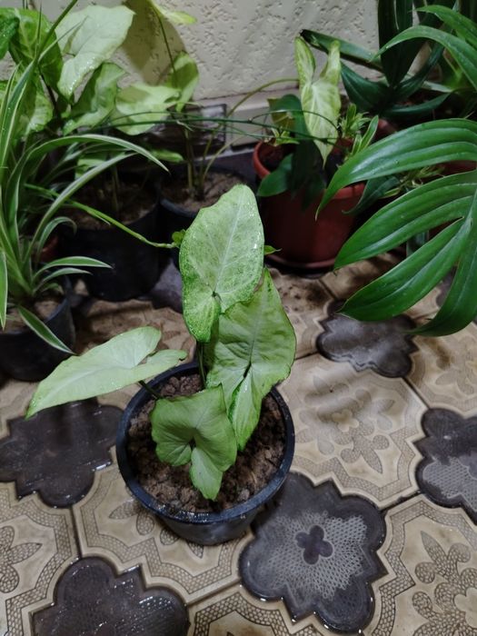 Комнатные цветы, растение, gullar, honaki gul