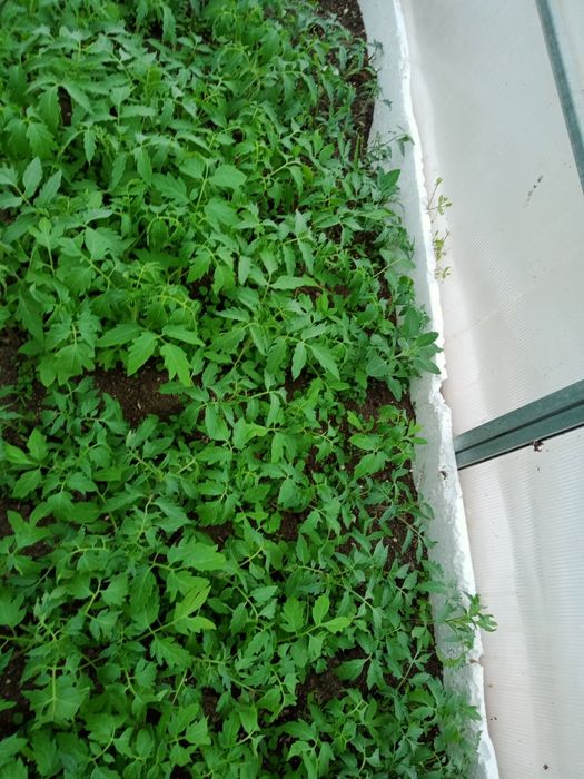 Продам овощную рассаду