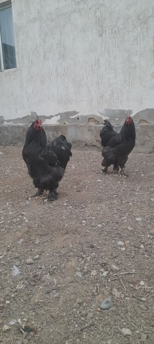 Продаём петушков