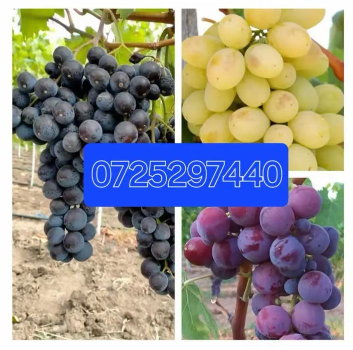 Vand butasi vita de vie anul 2 si 3