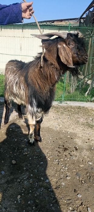 Эчки Така сотилади