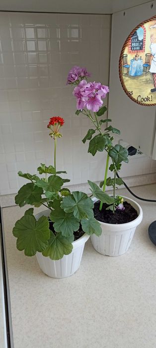 разные цветы от 1000 тенге