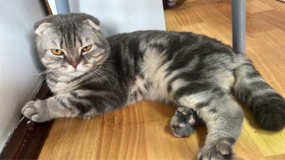 Продам вислоухого шотландца, пацан