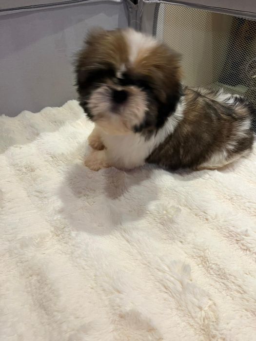 Shih  tzu fetiță