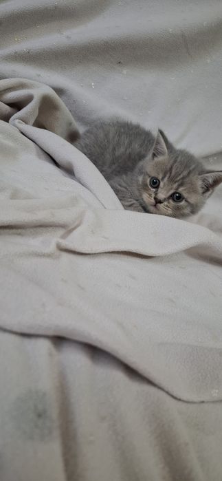 Шотландские котята скоттиш страйт