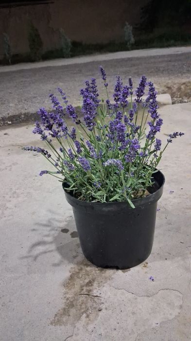 Lavanda gulari bor
