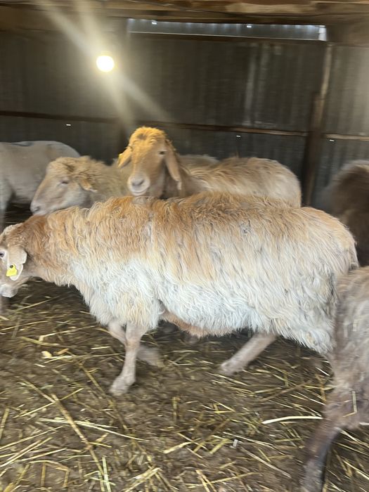 Бараны  продам звоните