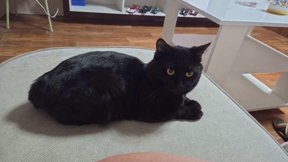Отдам кота, черный , 2 года