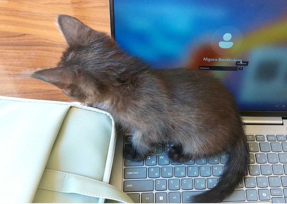 Котята в дар, ласковым хозяевам. "Черный кот ученный" и кошка "Хаски".