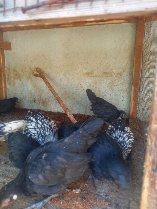 dekorativ jojala bor