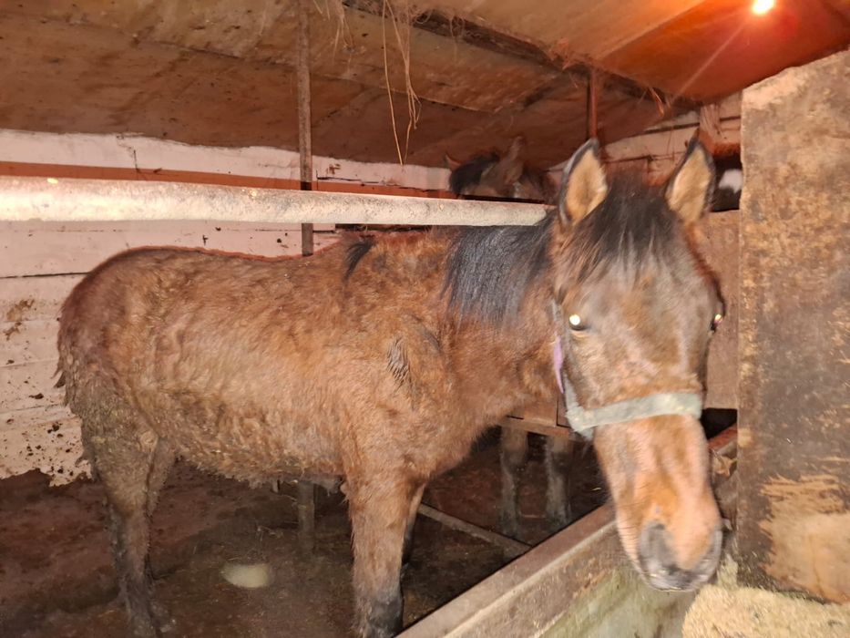 Семіз жабағы сатылады