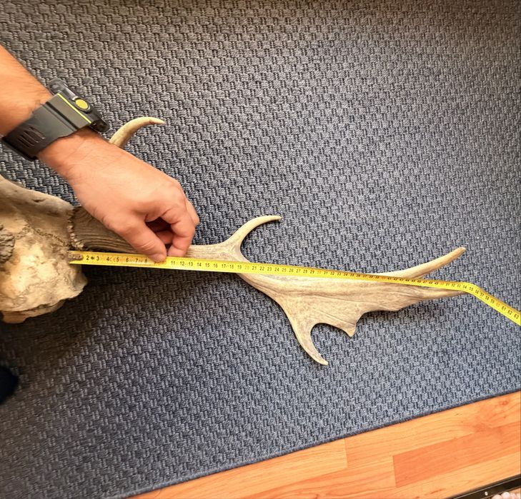 Trofeu cerb lopatar 55cm