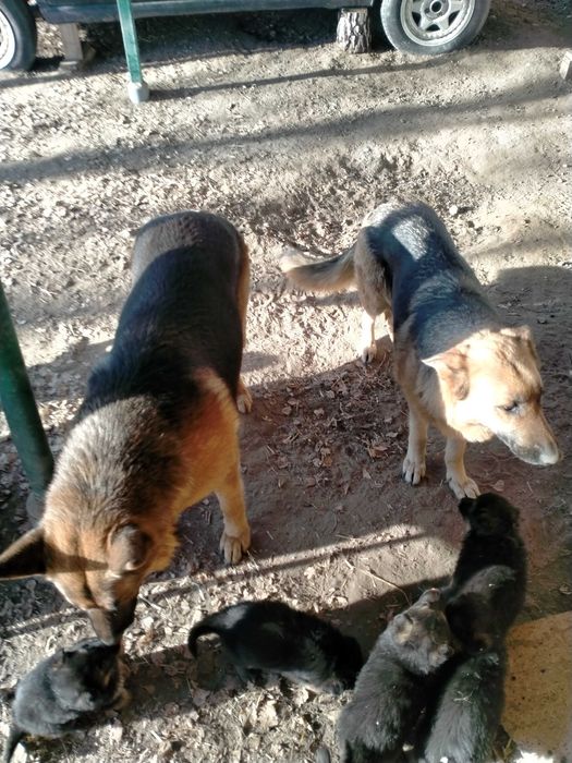 Щенки немецкой овчарки