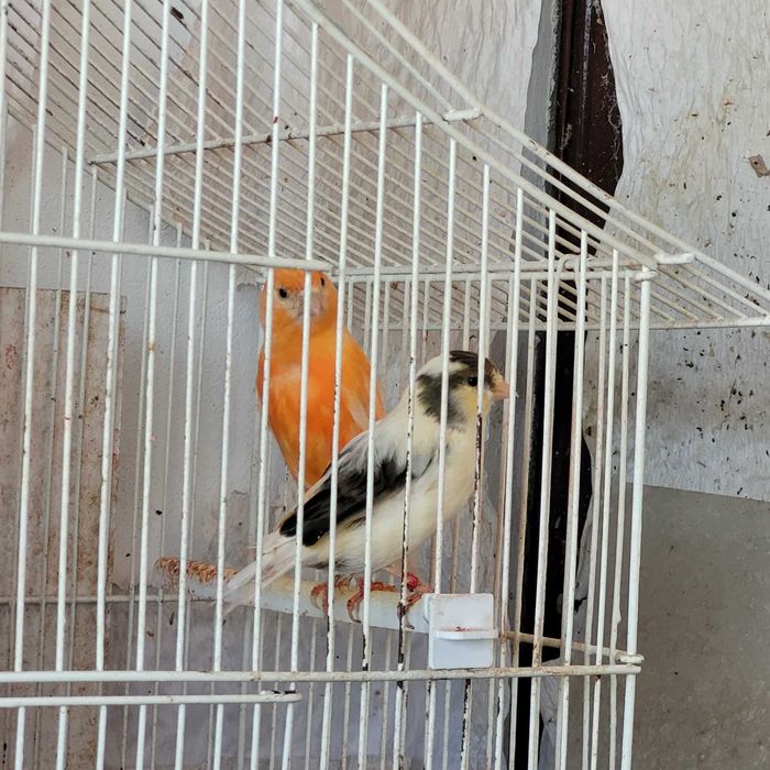 Canari de culoare si cantec