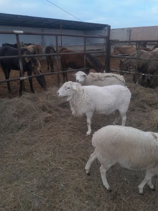 Катумские бараны