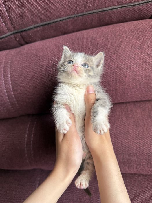 Котята ищут любящую семью