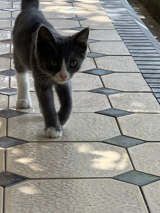 Отдам котят в хорошие руки