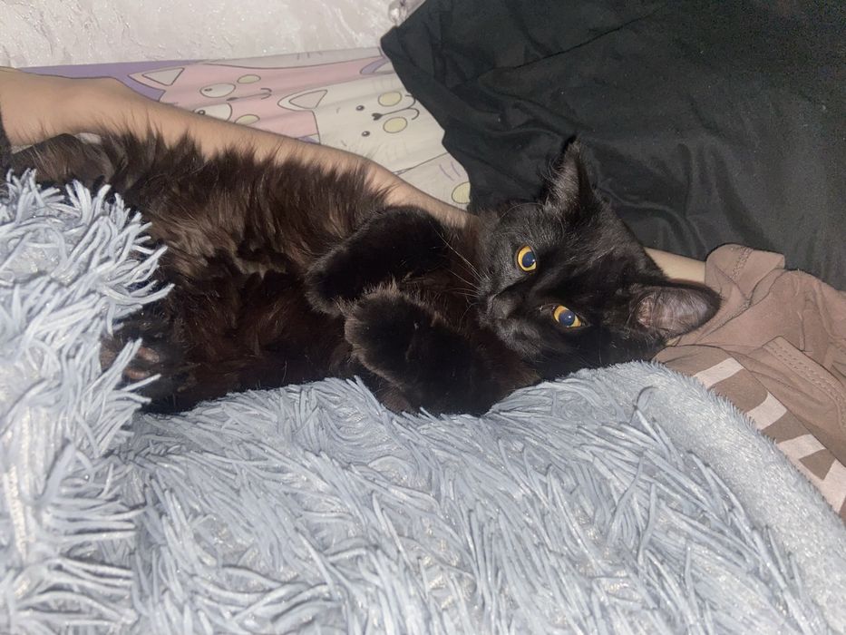 Отдам кота красивого.