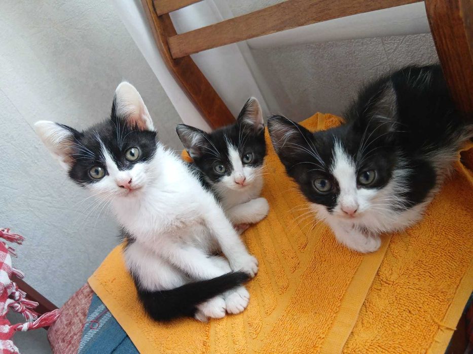 Котенки в добрые руки