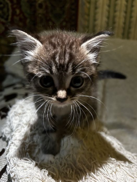 Котенок ищет семью