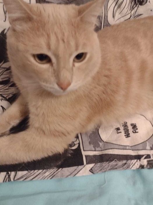 Отдам кота в добрые руки