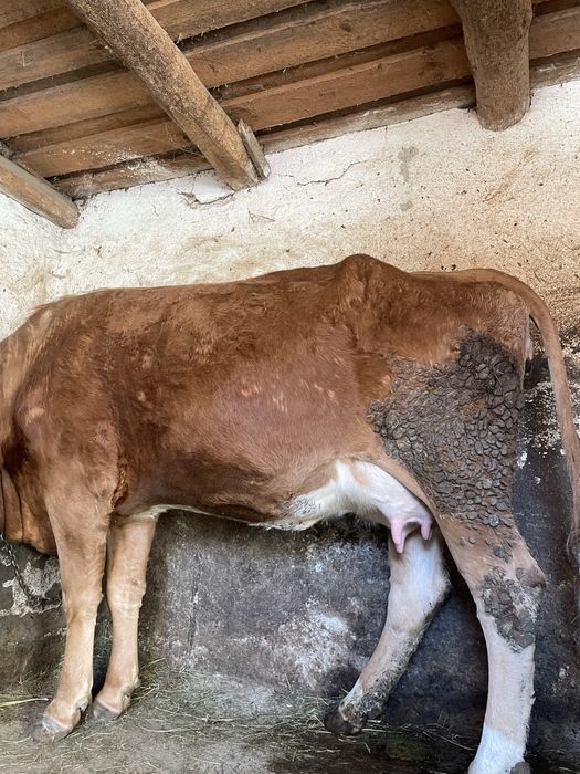 Vaca la prima fatare