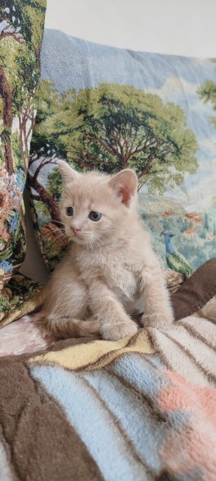 Продаю двух весёлых котят