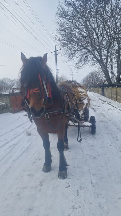 Armăsar de 6 ani de vânzare