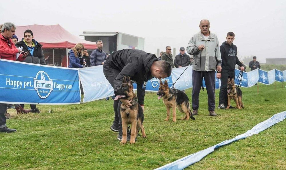 Мъжка Немска Овчарка