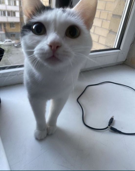 Отдам кошкууууууу