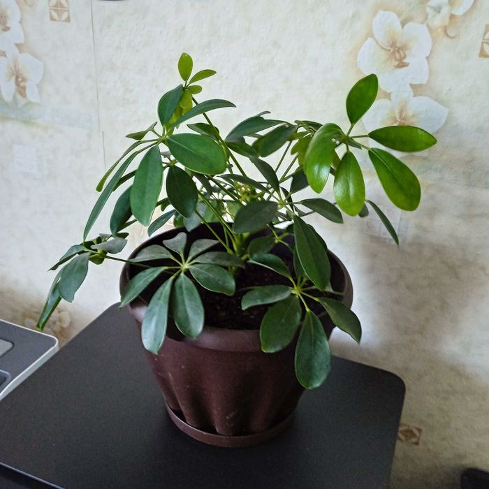 Продам комнатный цветок Шефлера