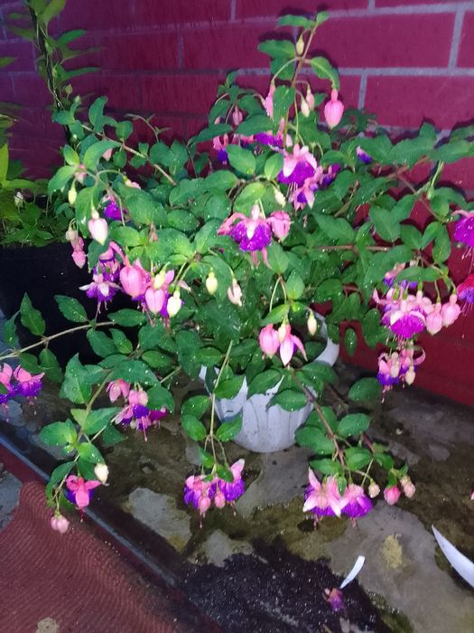 Продам цветы фуксии