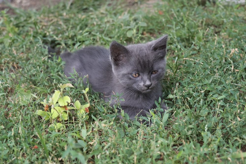 În Bârlad, spre adopție pui de pisică