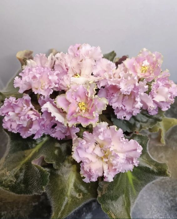 Сортовые комнатные фиалки